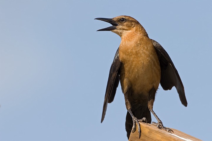 Bootschwanzgrackel Quiscalus major Boat-tailed Grackle